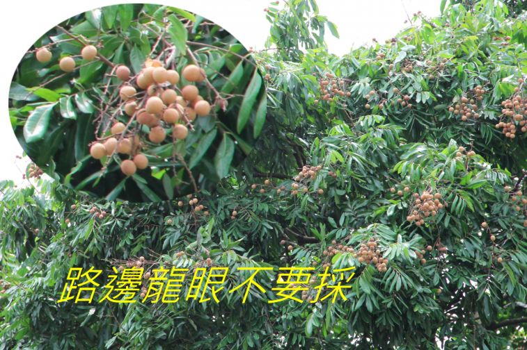 02-043 路邊龍眼不要採.jpg