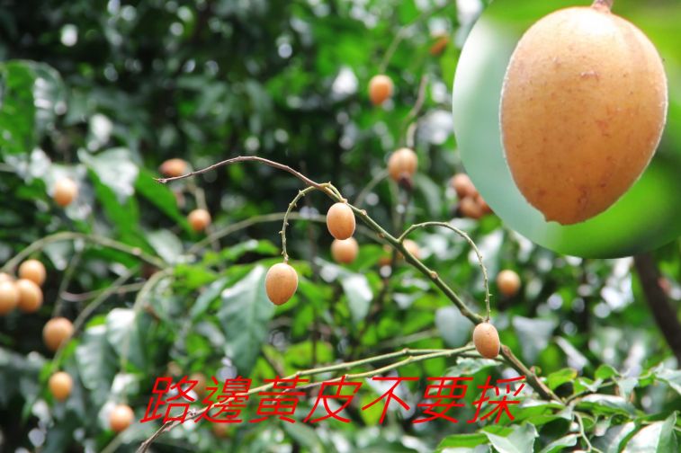 02-043-路邊黃皮不要採.jpg