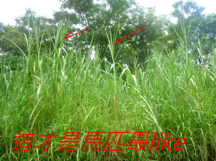 02-088 這才是馬匹最like-.jpg