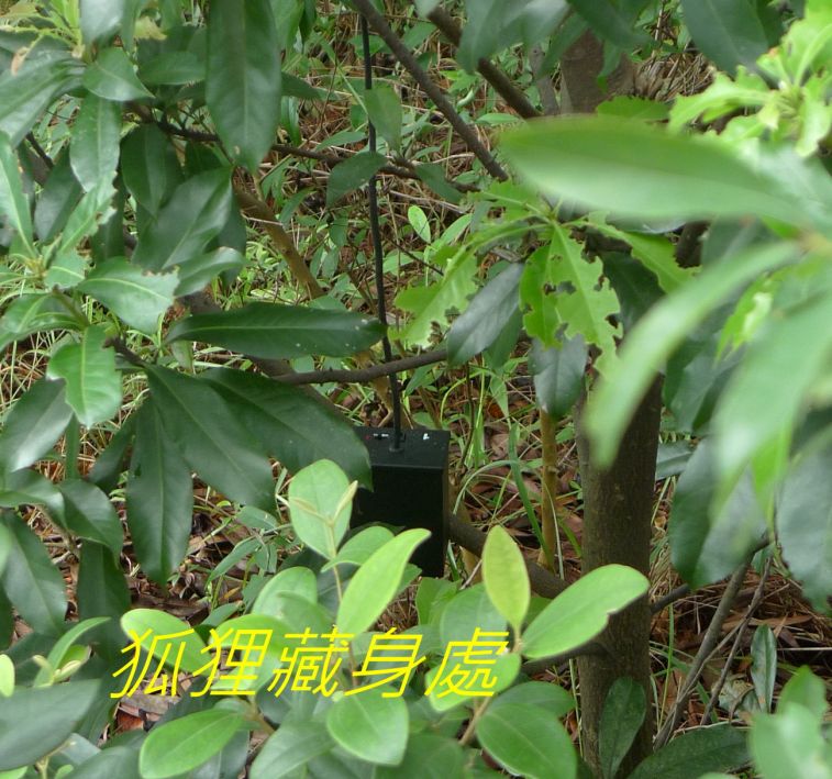 01-040 狐狸藏身處.jpg