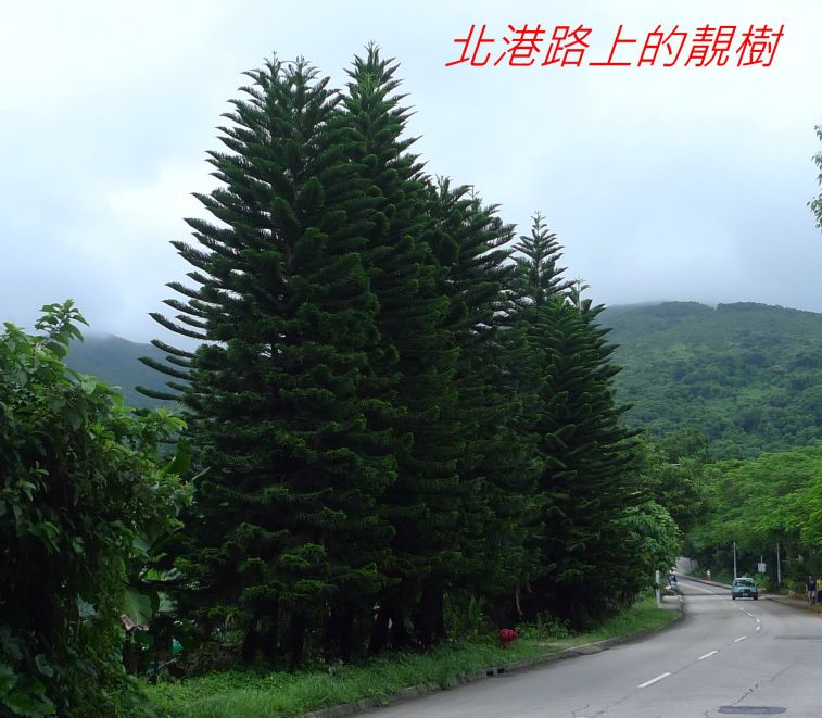 0 040 北港路上的靚樹.jpg