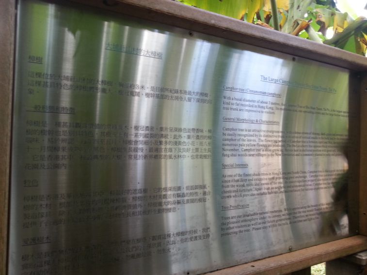 大埔社山村的大樟樹