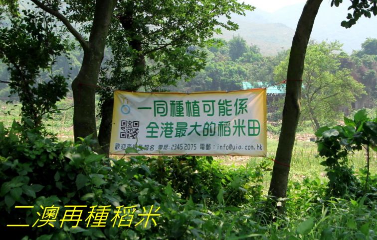 02-044 二澳再種稻米-.jpg