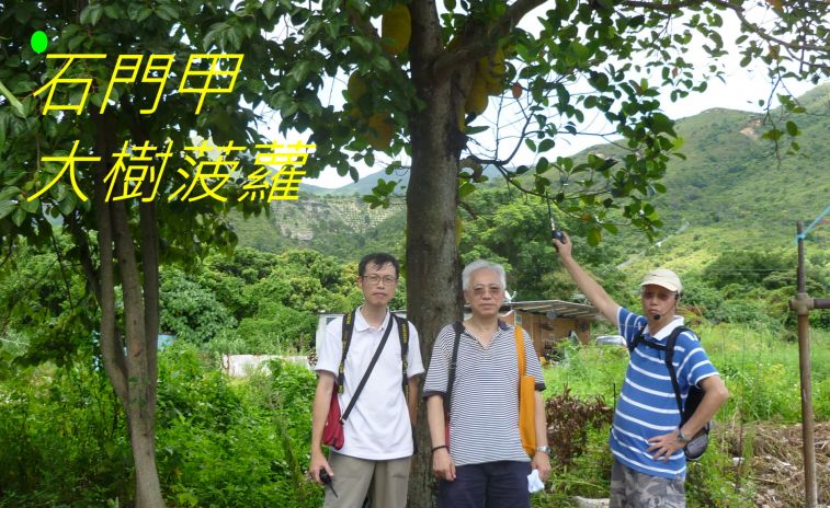 032 大樹菠蘿-.jpg