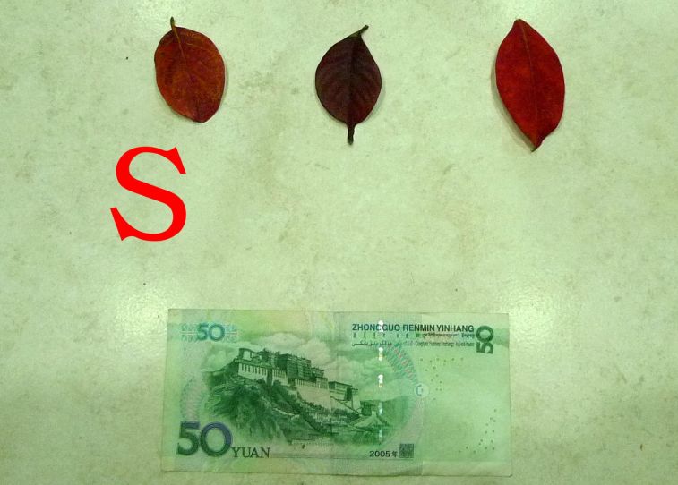 896.jpg