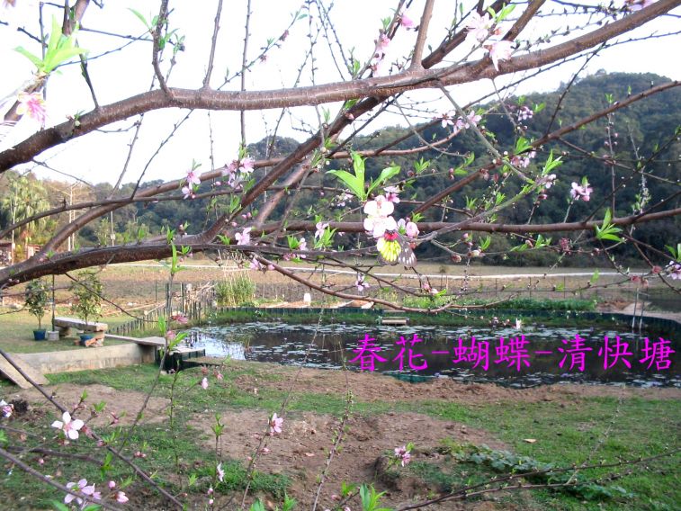 花-01.jpg