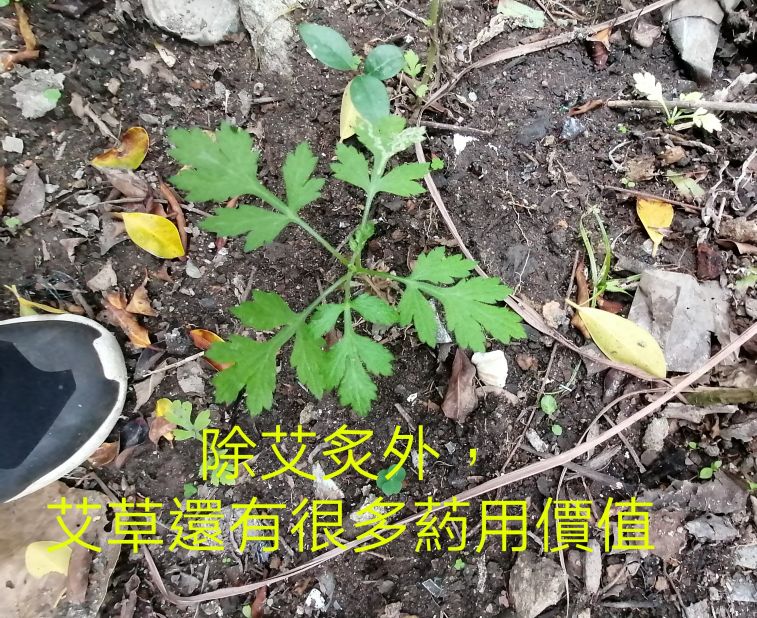 COLLAGE_20201119_014624.jpg