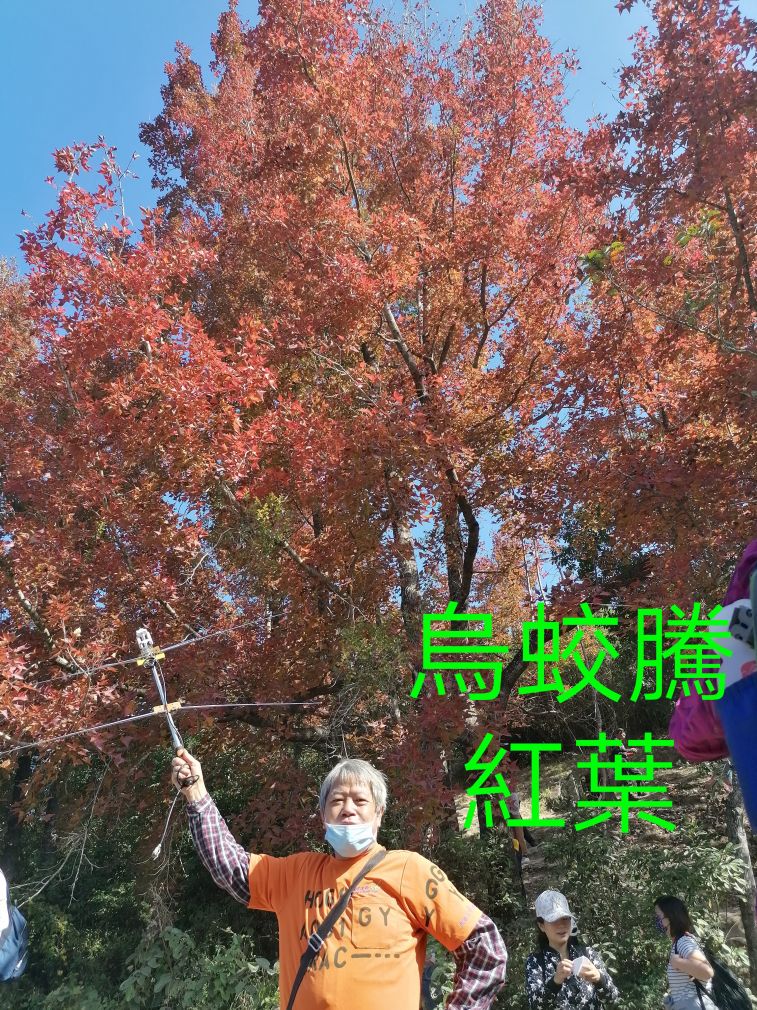 COLLAGE_20201226_115855.jpg