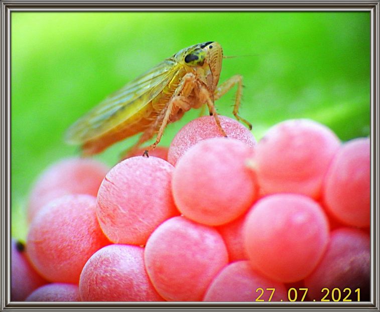 COLLAGE_20210728_221147.jpg
