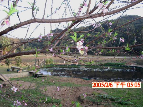 0  大  清快  深井鵝--.jpg